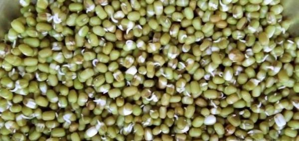 2天怎么泡绿豆发芽