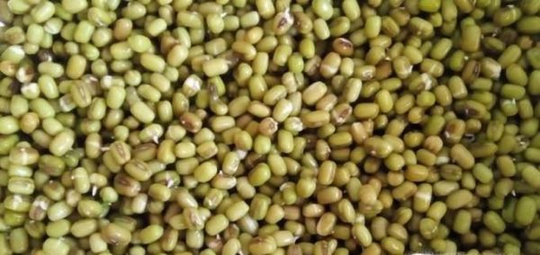 2天怎么泡绿豆发芽