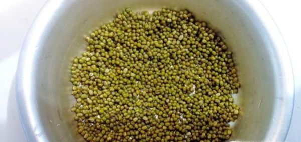 2天怎么泡绿豆发芽