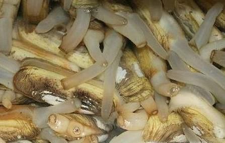 蛏子怎么清洗干净？