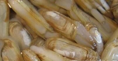 蛏子怎么清洗干净？