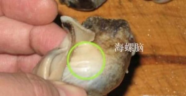 海螺哪些部位不能吃？