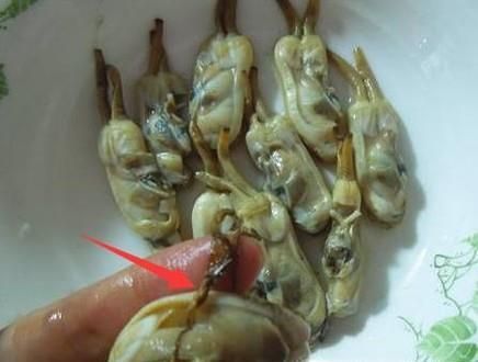 蛏子怎么清洗干净？