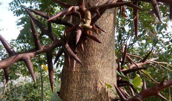 皂角刺能长期煮水喝吗