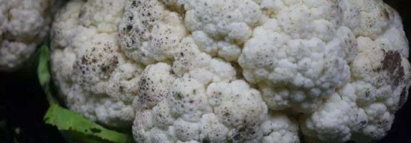 花菜有黑点煮熟能吃吗