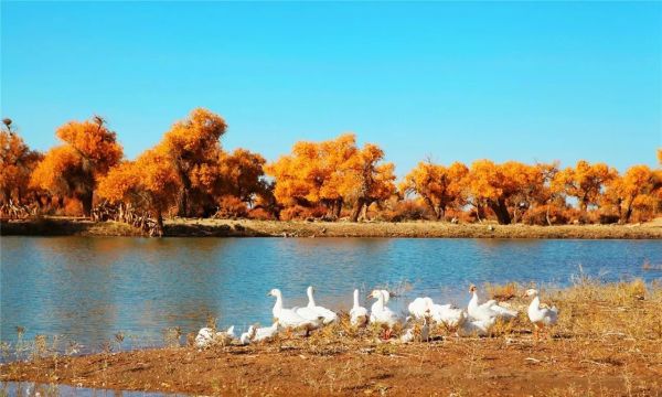 弱水三千只取一瓢是什么意思？