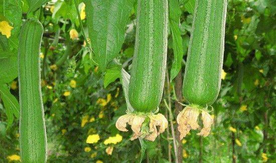 丝瓜和苦瓜一起炒能吃吗