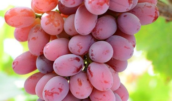 提子吃多了会上火吗