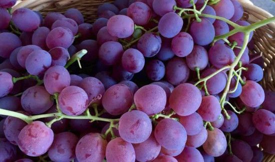 提子吃多了会上火吗