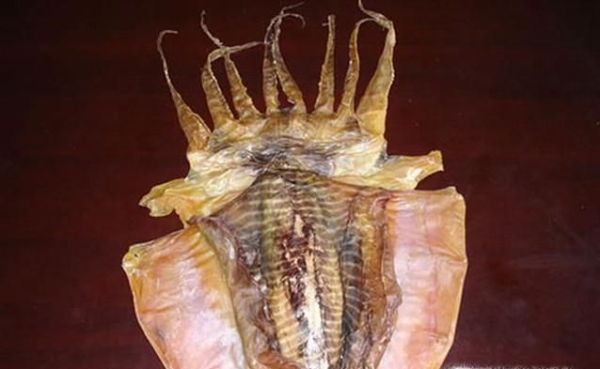 如何辨别鱿鱼、章鱼和乌贼