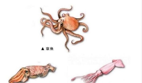 如何辨别鱿鱼、章鱼和乌贼