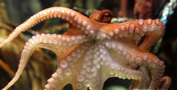 如何辨别鱿鱼、章鱼和乌贼