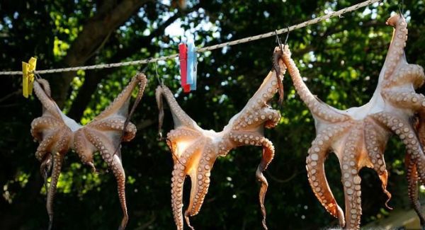 如何辨别鱿鱼、章鱼和乌贼