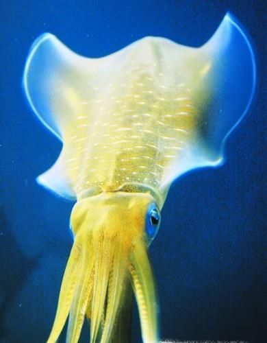 如何辨别鱿鱼、章鱼和乌贼