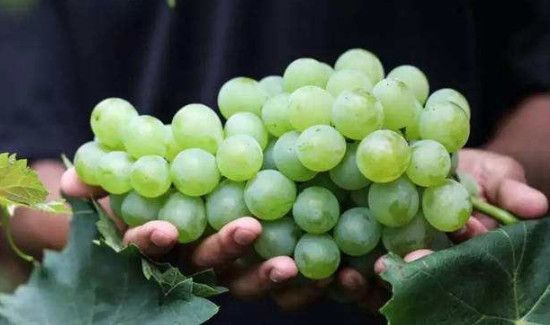 桃能和葡萄一起吃吗