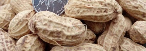 花生和虾可以一起吃吗