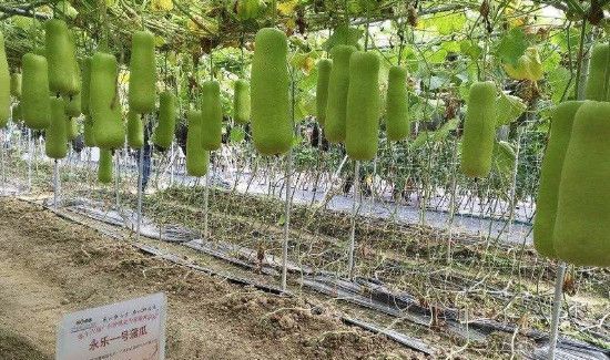 蒲瓜与什么食物相克