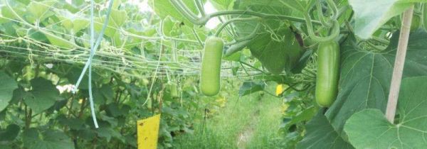 蒲瓜与什么食物相克