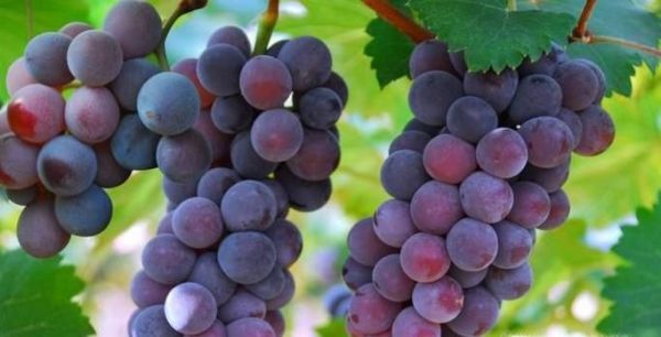 给爱吃水果的你一份水果应季时令表