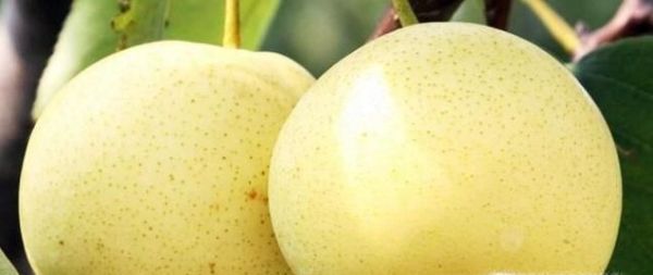 给爱吃水果的你一份水果应季时令表