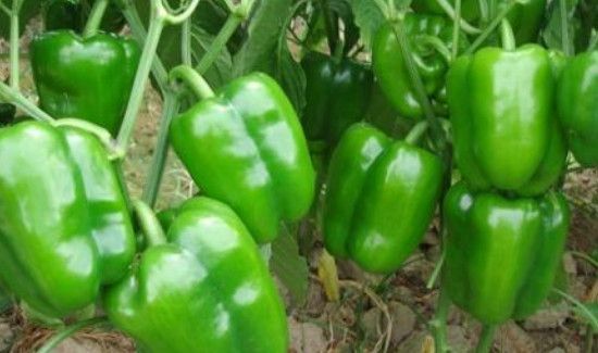 青椒包饺子用焯水吗