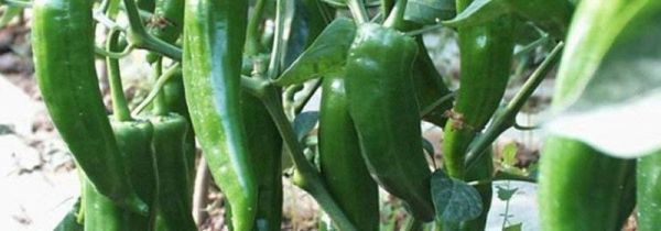 青椒包饺子用焯水吗