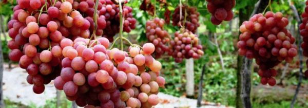 南瓜和葡萄能一起吃吗