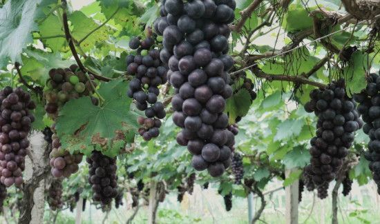 南瓜和葡萄能一起吃吗