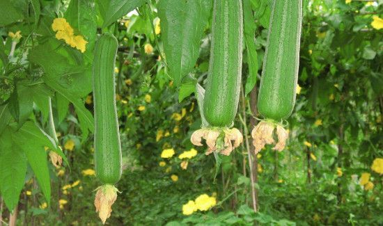 丝瓜放冰箱冷冻冬天吃可以吗