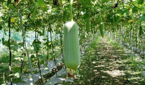 丝瓜放冰箱冷冻冬天吃可以吗