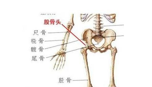 股骨头在人体的哪个位置及作用