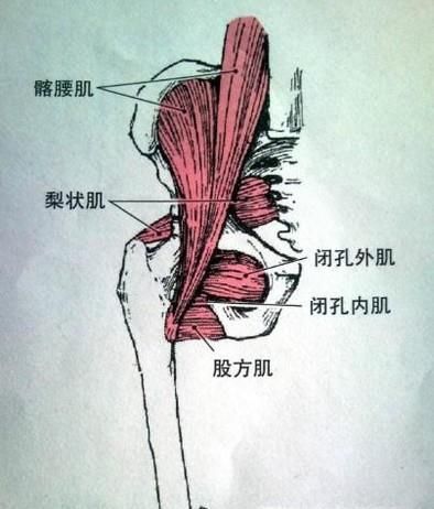 股骨头在人体的哪个位置及作用