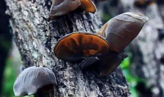 木耳和绿豆能一起吃吗