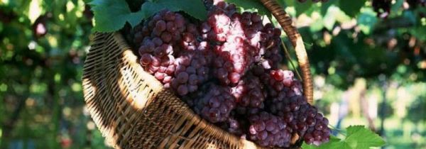 葡萄水滴在衣服上怎样洗才能洗掉?