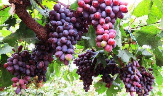 葡萄水滴在衣服上怎样洗才能洗掉?