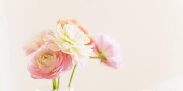 看望病人应送什么花