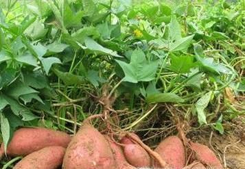 地瓜与红薯是一样的吗，如何区分与食用？