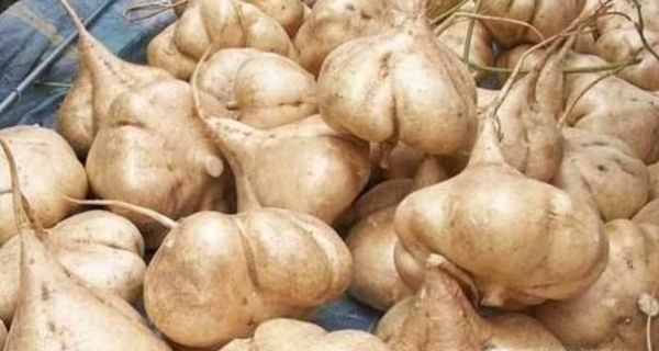 地瓜与红薯是一样的吗，如何区分与食用？