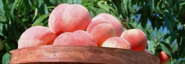 吃完桃子能吃虾吗