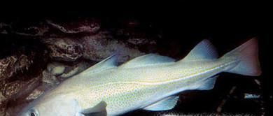 常见的海鱼你认识多少