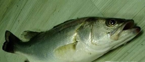 常见的海鱼你认识多少