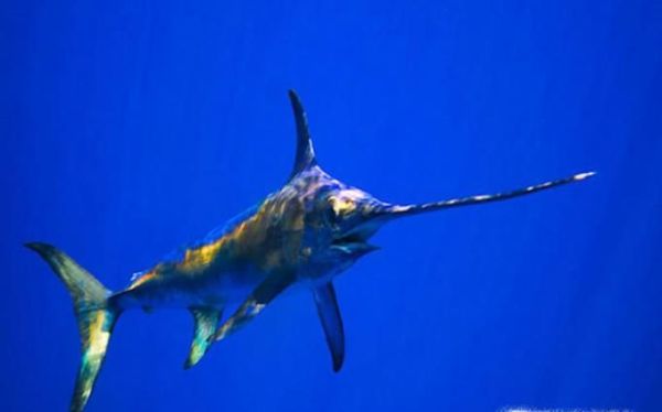 常见的海鱼你认识多少