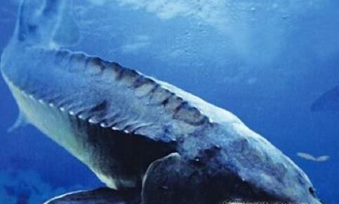 常见的海鱼你认识多少