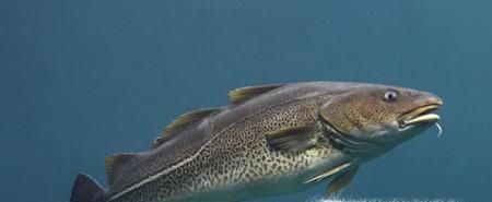 常见的海鱼你认识多少