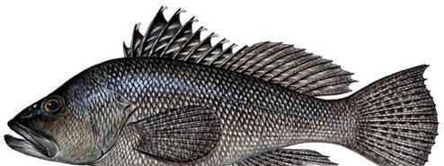 常见的海鱼你认识多少