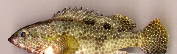 常见的海鱼你认识多少