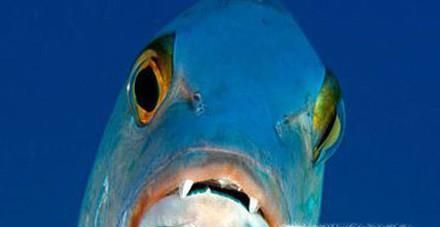 常见的海鱼你认识多少