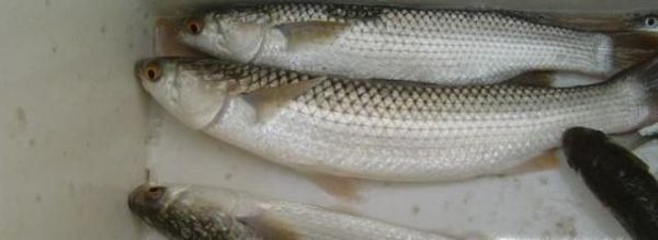 常见的海鱼你认识多少