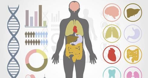 人体五脏六腑的排毒时间表