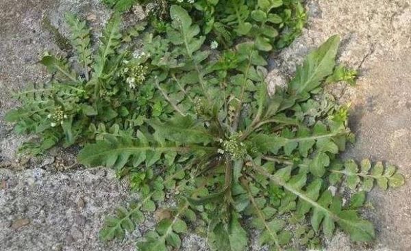 农村的哪些野菜可以多吃